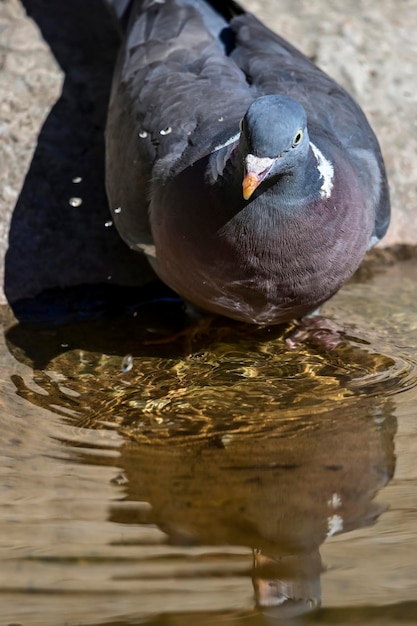 Columba palumbus  the wood pigeon is a species of columbiform bird in the columbidae family