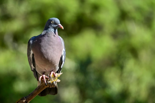 Columba palumbus  the wood pigeon is a species of columbiform bird in the columbidae family