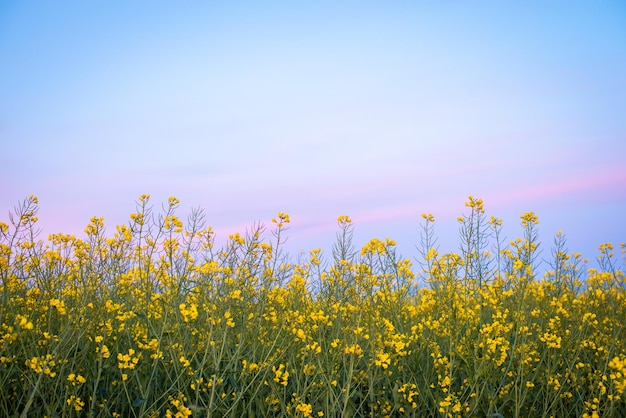 Colza plants in blossom on the background of blue a bit cloudy sky