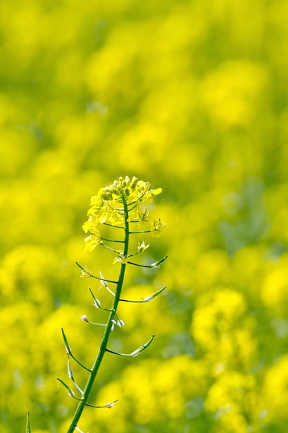 Colza yellow flower