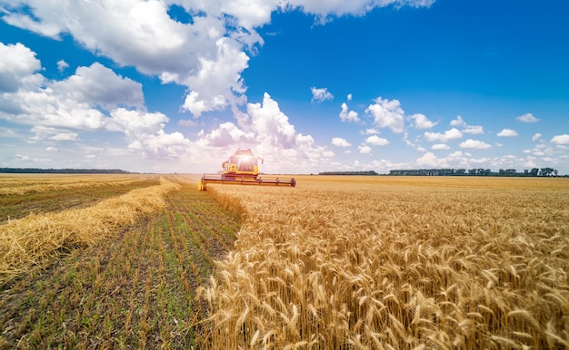 Combine harvester in action on the field. Combine harvester. Harvesting machine for harvesting a wheat field concept