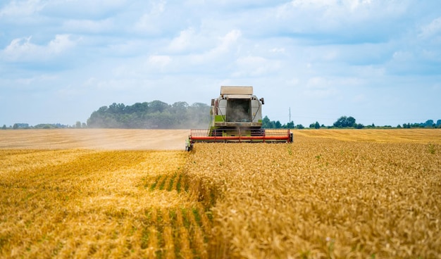 Combine harvester in action on the field Combine harvester Harvesting machine for harvesting a wheat field concept