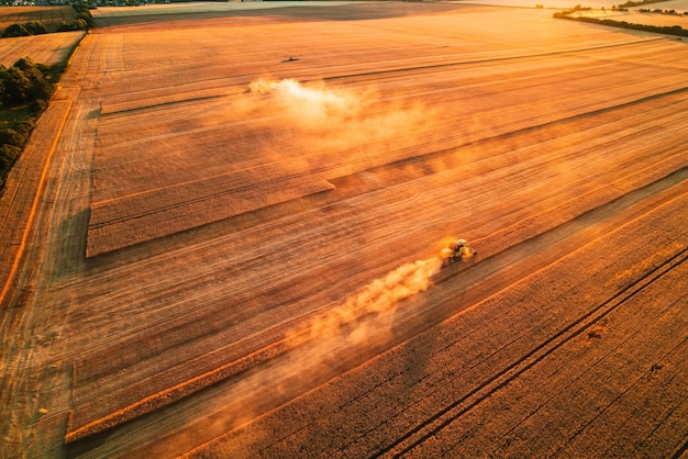 Combine harvester agriculture machine harvesting golden ripe wheat field The harvester is harvesting wheat in the field Grain preparation Agronomy and agriculture