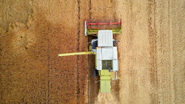 Combine harvester collecting golden wheat field harvesting machine working at agricultural field har