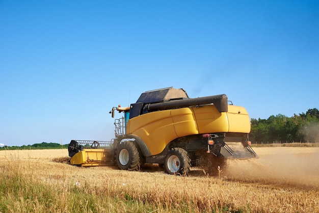 Combine harvester harvesting golden ripe wheat in agricultural field