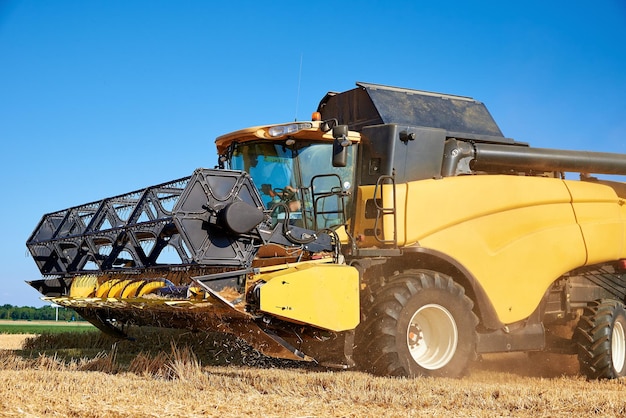 Combine harvester harvesting golden wheat field. Harvester working in an agricultural field