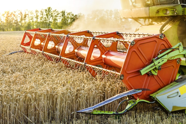 Combine harvester harvesting ripe golden wheat on the field