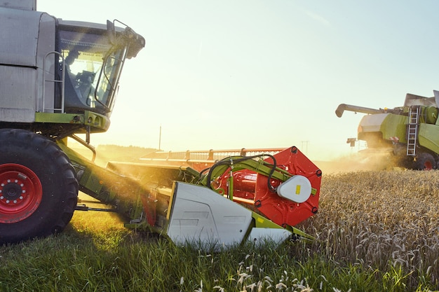 Combine harvester harvesting ripe wheat on the field