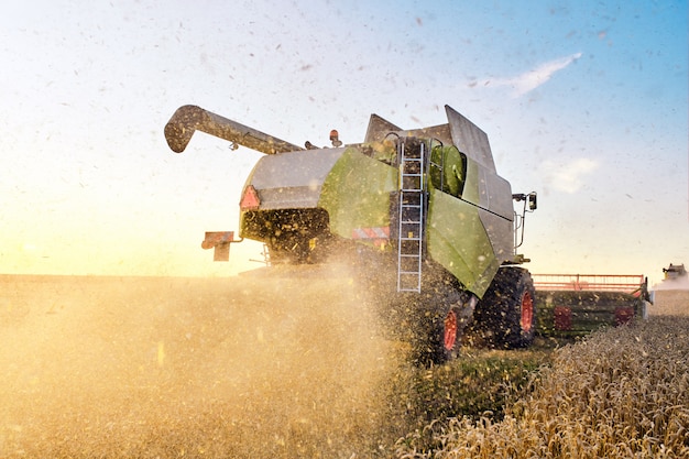 Combine harvester harvests ripe wheat. Agriculture image