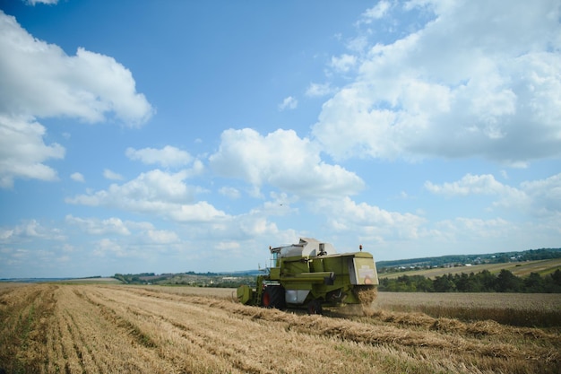 Combine harvester harvests ripe wheat agriculture