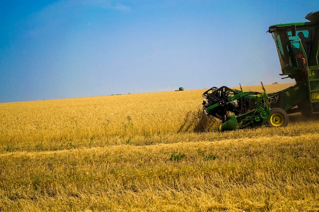 Combine harvester harvests ripe wheat agriculture