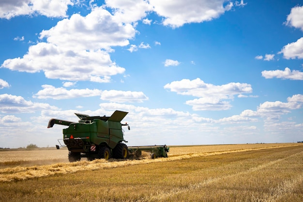 Combine harvester harvests ripe wheat. agriculture.