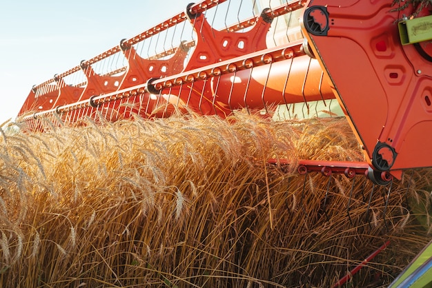 Combine harvester harvests ripe wheat. Concept of a rich harvest. 