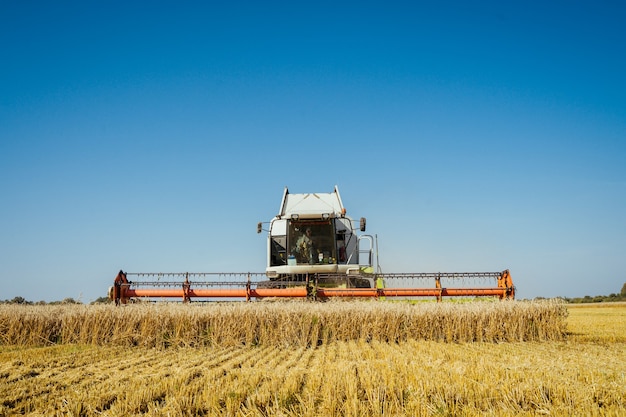 Combine harvester harvests ripe wheat. Ripe ears of gold field on the sunset cloudy orange sky background. . Concept of a rich harvest. Agriculture image.