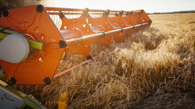 Combine harvester harvests ripe wheat. Ripe ears of gold field on the sunset cloudy orange sky background. . Concept of a rich harvest. Agriculture image