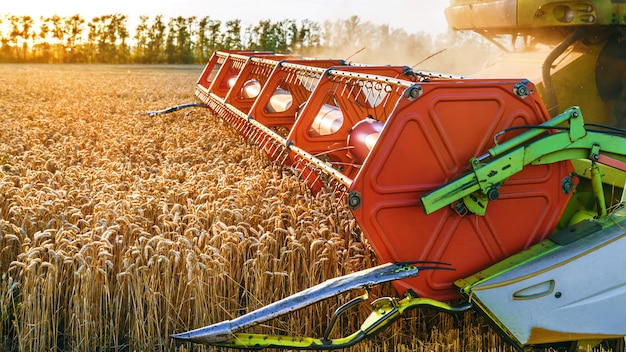 Combine harvester harvests ripe wheat. Ripe ears of gold field on the sunset cloudy orange sky. Concept of a rich harvest. Agriculture image