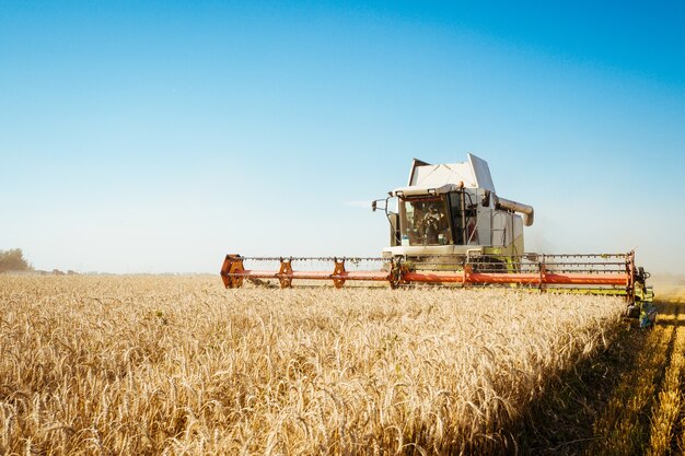 Combine harvester harvests ripe wheat ripe ears of gold field on the sunset cloudy orange sky