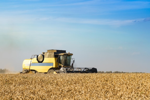 Combine harvester harvests ripe wheat ripe ears of gold field on the sunset cloudy orange sky