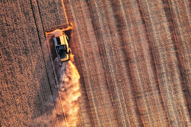 Combine harvester harvests wheat in the field