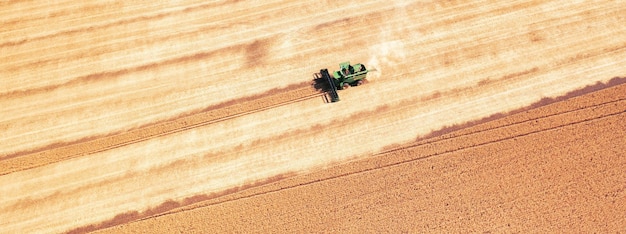 Combine harvester harvests wheat in the field