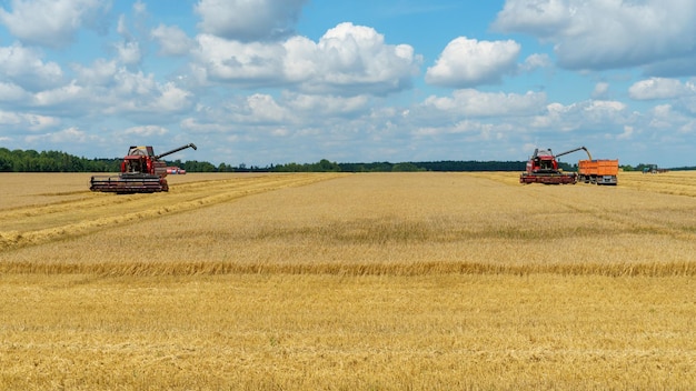 A combine harvester pours grain into a truck trailer Harvesting harvesting storage drying of grain Flour production Black Sea Grain Deal