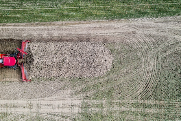 Combine harvester removes sugar beet from the field top view.