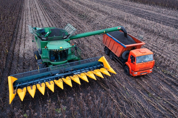 A combine harvester in a sunflower field is shipping a crop of sunflower seeds