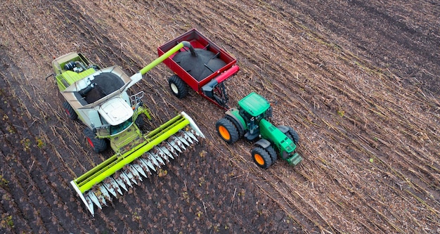 A combine harvester and a truck are harvesting sunflowers in the field