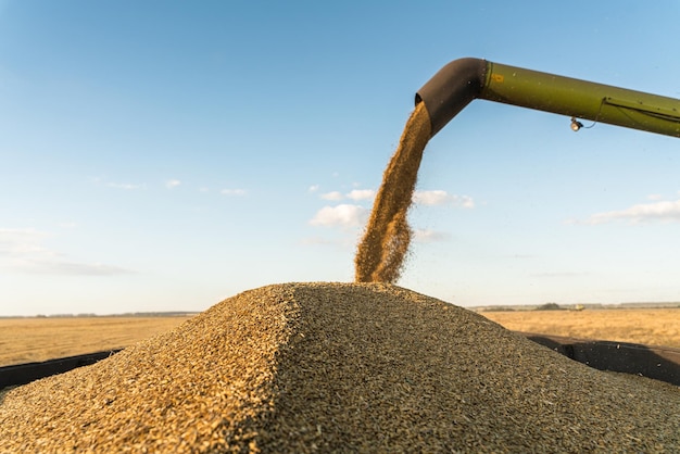 Combine harvester on the wheat field the process of loading the grain harvest