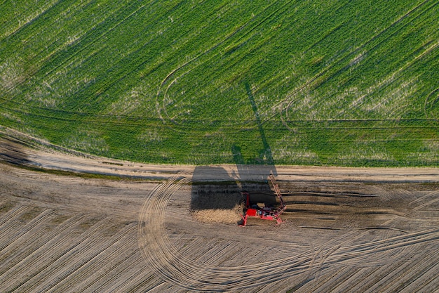 Combine harvesters harvest of sugar beet at summer evening