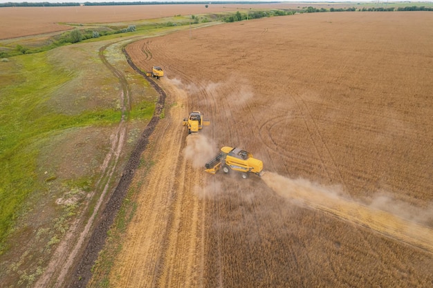 Combine harvesting aerial view of agricultural machine collecting golden ripe wheat into truck