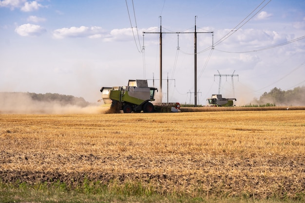 Combine harvests on the field. Wheat harvesting. Storks in the field collect grain