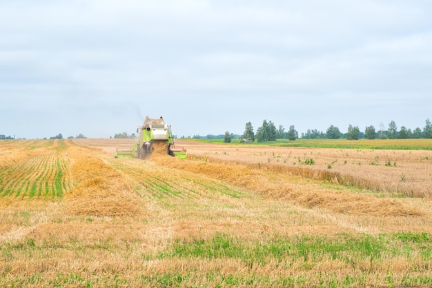 The combine is harvesting a wheat field in autumn