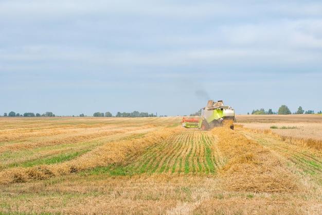 The combine is harvesting a wheat field in autumn.