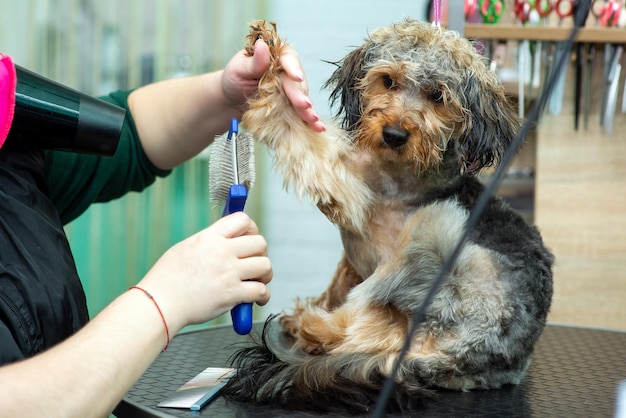 Combing hair with a brush and drying multipu in a grooming salon