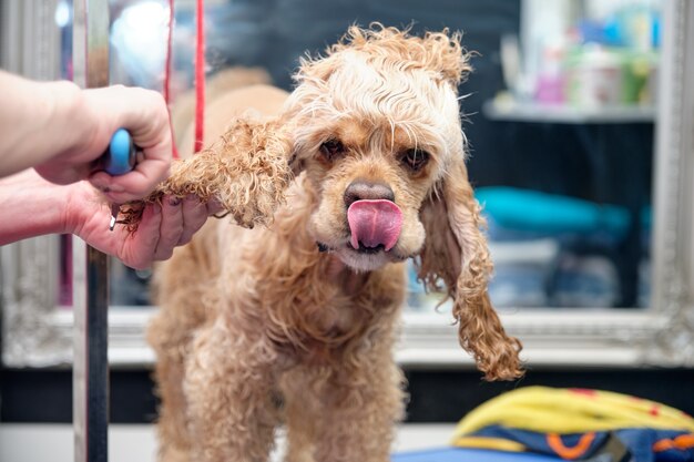 Photo combing the long ears of an american cocker spaniel in a dog salon. the dog stuck out its tongue