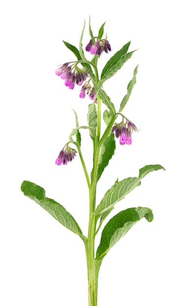 Comfrey bush with flowers isolated on white background Symphytum officinale plant Herbal medicine Clipping path