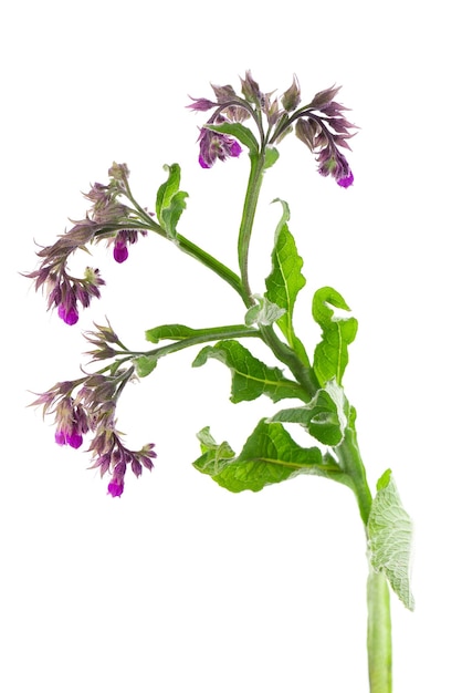 Comfrey bush with flowers isolated on white background Symphytum officinale plant Herbal medicine Clipping path