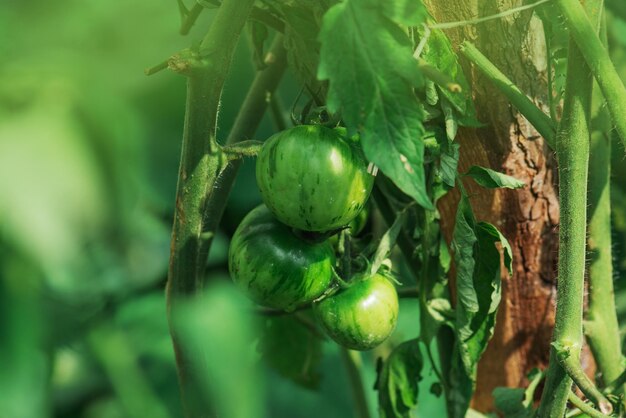 Commercial tomato production Green unripe tomatoes