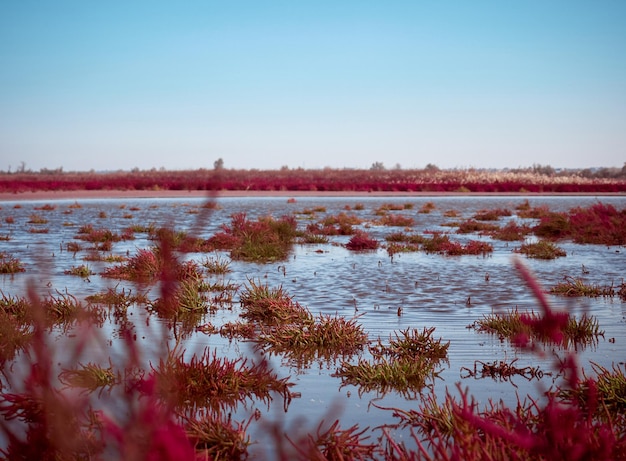 Commmon glasswort close up