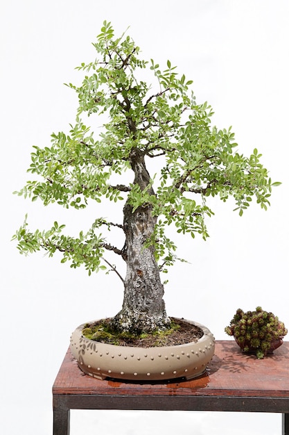 Common ash fraxinus excelsior bonsai on a wooden table and white background