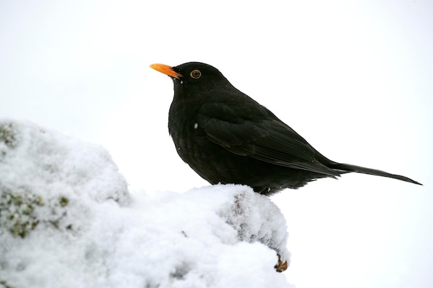 Common blackbird eating in an oak forest under a heavy snowfall in January