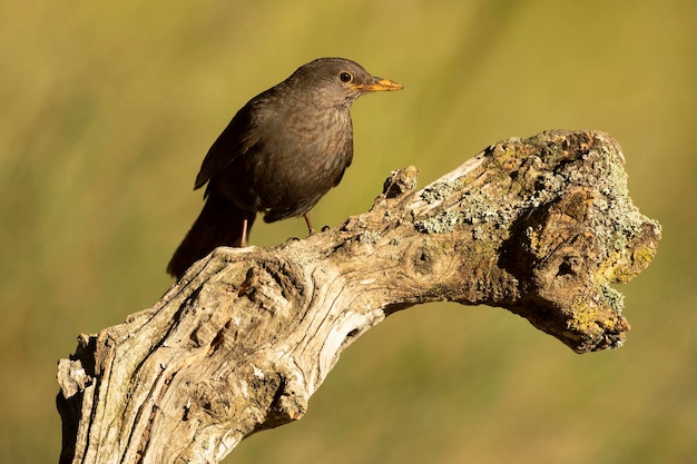 Common blackbird female in a Mediterranean forest with the last light of the evening