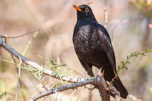 Common blackbird male Turdus merula in the wild