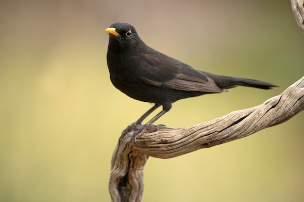 Common blackbird on a perch within an oak and pine forest with the last light of an autumn day