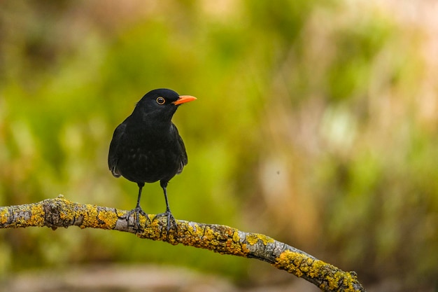 Common blackbird perched on a branch in the middle of the forest