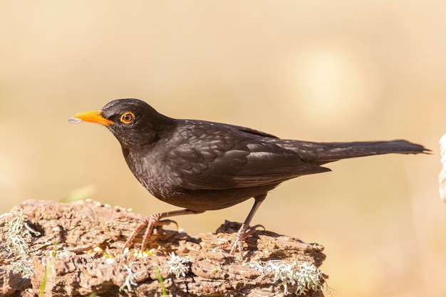 Common blackbird (Turdus merula) Malaga, Spain