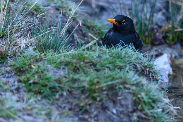 Common blackbird or Turdus merula passerine bird of the Turdidae family