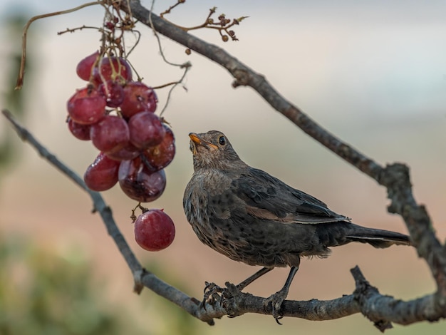 Common blackbird (Turdus merula).