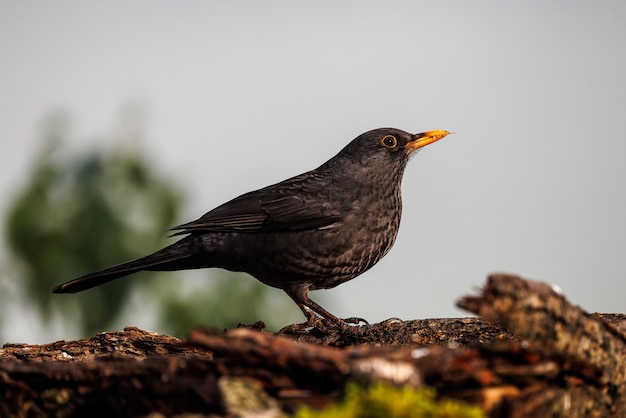 Common blackbird (Turdus merula).